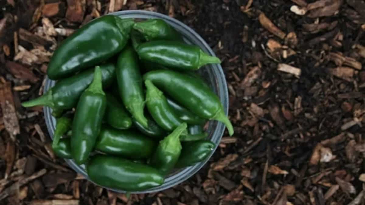 How To Grow Green Chillies In Your Kitchen Garden In Summer