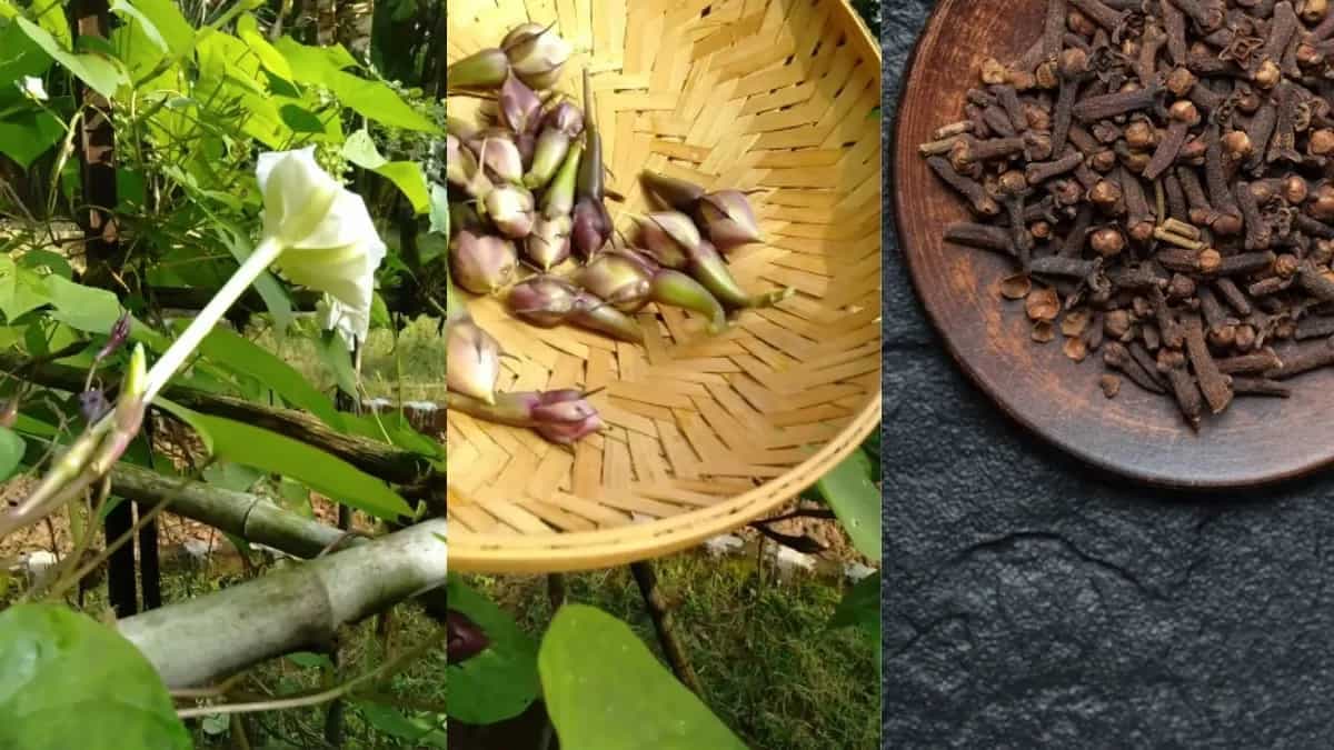 How To Grow Clove Plants At Home: A Step-By-Step Guide