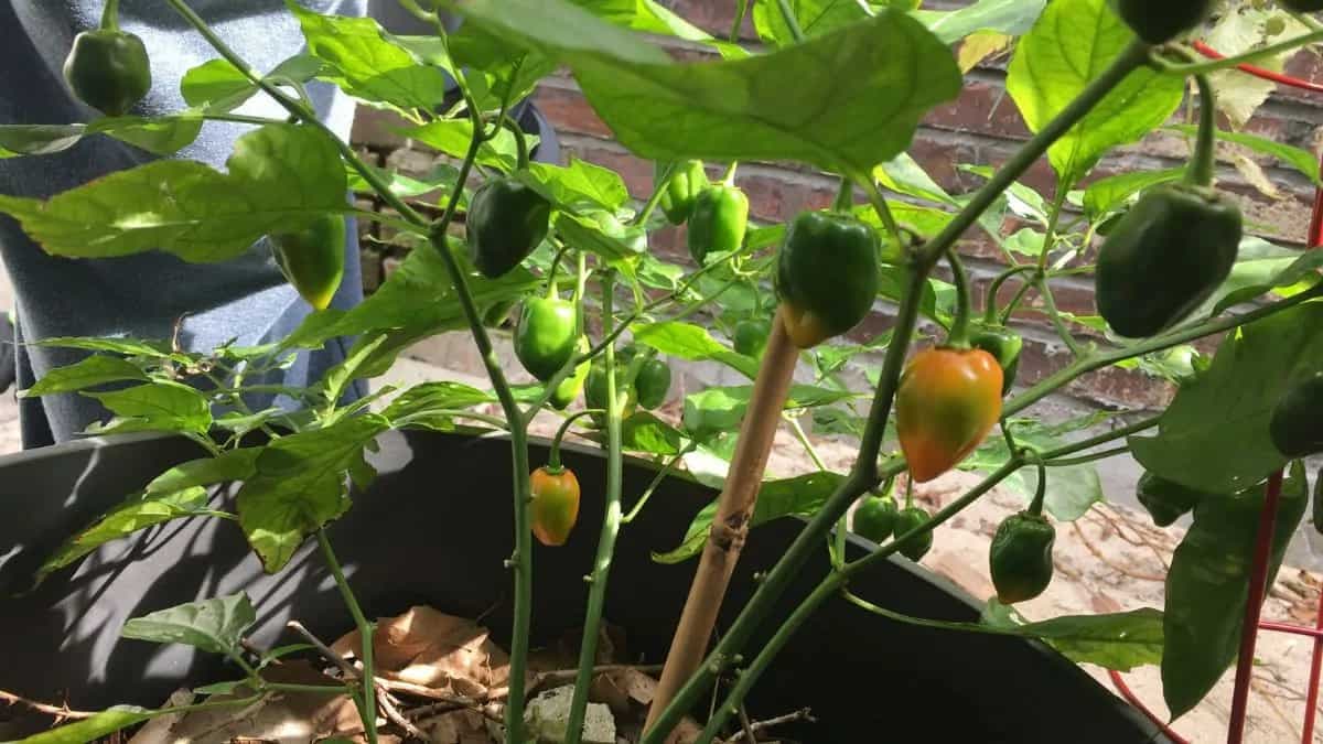 Growing Bell Peppers At Home: Essential Tips To Keep In Mind