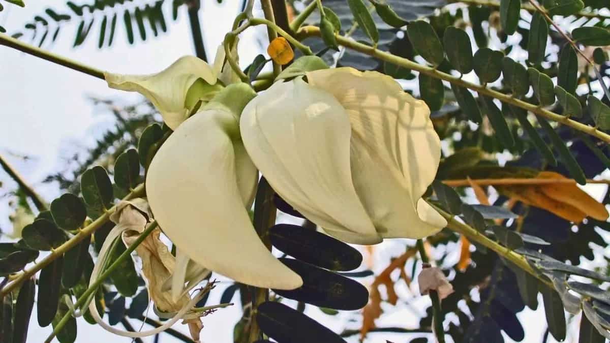 Exploring Heron Flower: Top Health Benefits of Bok Phool