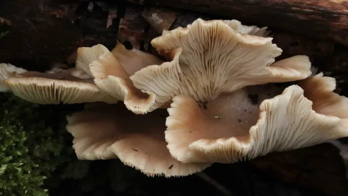 7 Local Mushrooms Of Jharkhand To Try This Monsoon