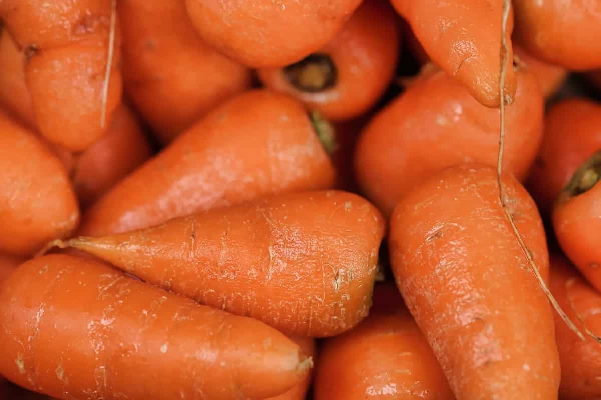 Carrot: The Most Versatile Vegetable In Indian Cooking