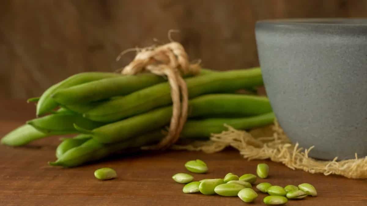 Growing Bush Beans In Home Garden: Tips For Urban Gardeners