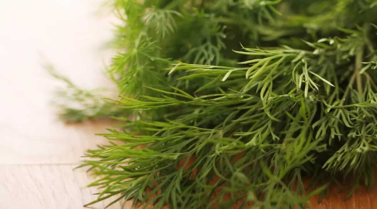 Growing Dill Herb In Containers: Tips For Urban Gardeners