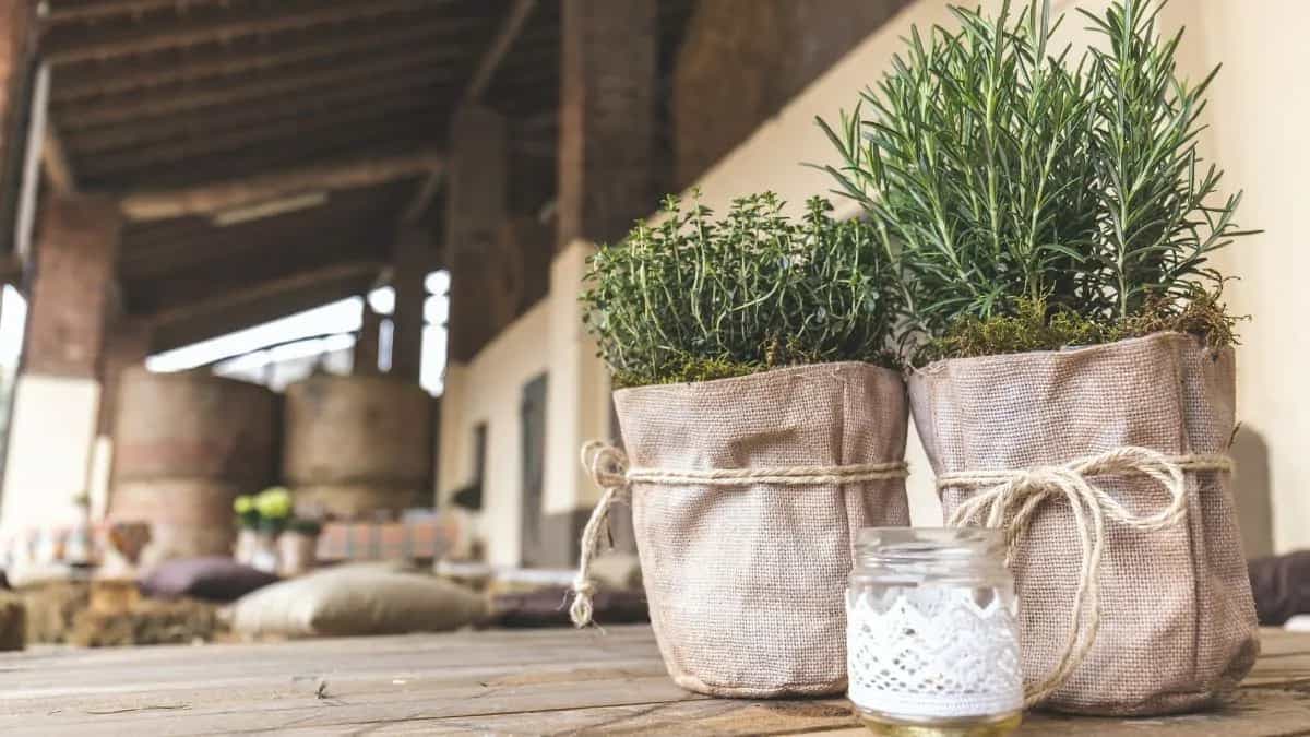 Worried About Dull Dry Hair? Try Rosemary For Healthy Hair