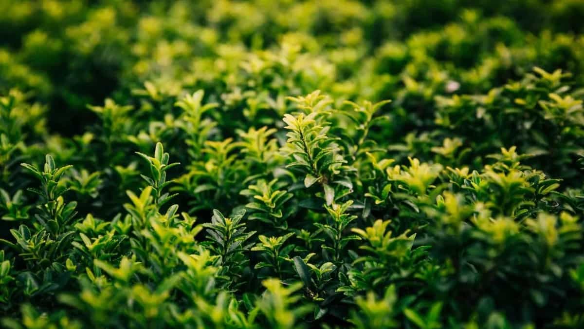 6 Steps To Growing Tea Plants Effectively At Home