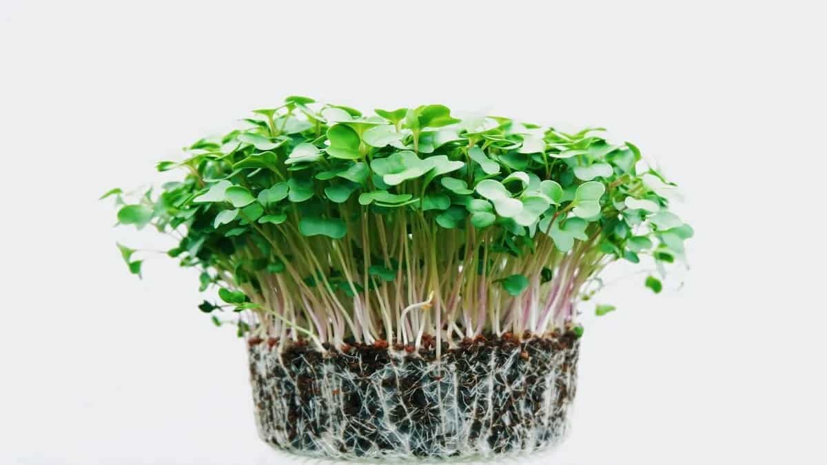 Exploring The 7 Microgreens And Their Health Benefits