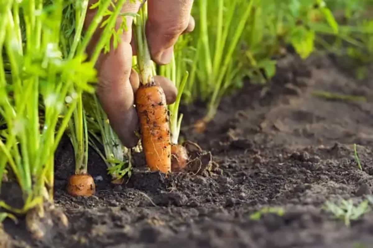 How To Grow Carrots In Your Garden? Tips To Care For Your Plants