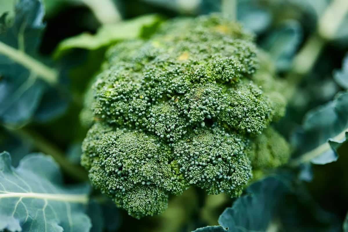 7 Mistakes To Avoid While Cooking Broccoli For The First Time