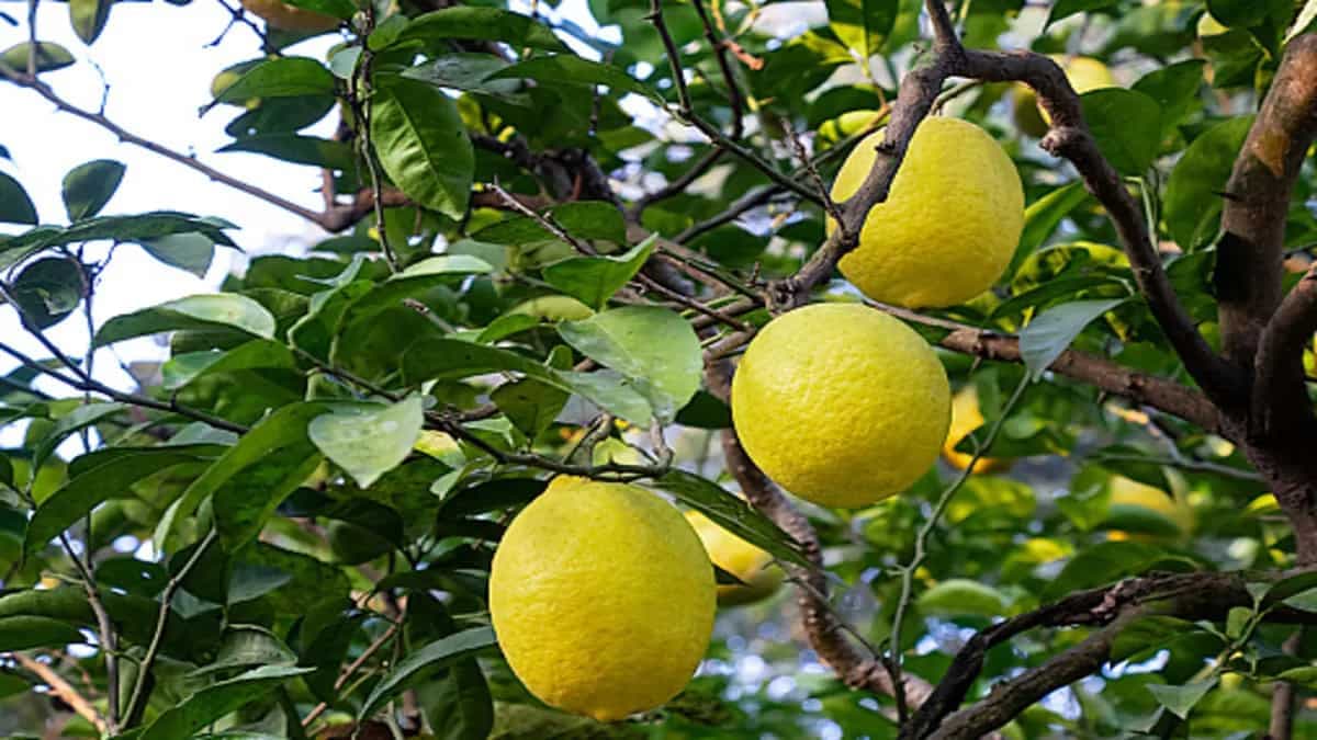 Ever Had Galgal, The Rare Cousin Of Lemon? 
