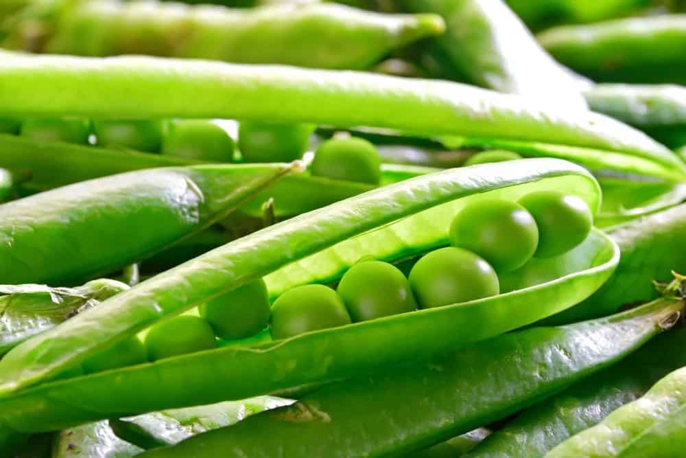 Cooking With Peas? Tips To Follow While Cooking This Veggie 
