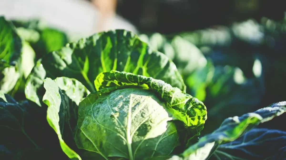 Growing Cabbage At Home: Essential Tips To Keep In Mind 