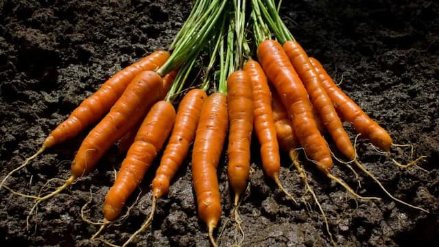 Growing Winter-Special Carrots: Essential Tips To Keep In Mind