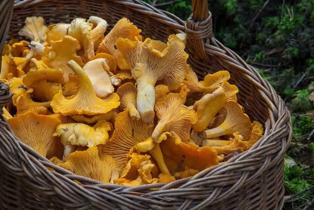 Reishi To Chaga: Exploring The Health Benefits of Mushrooms