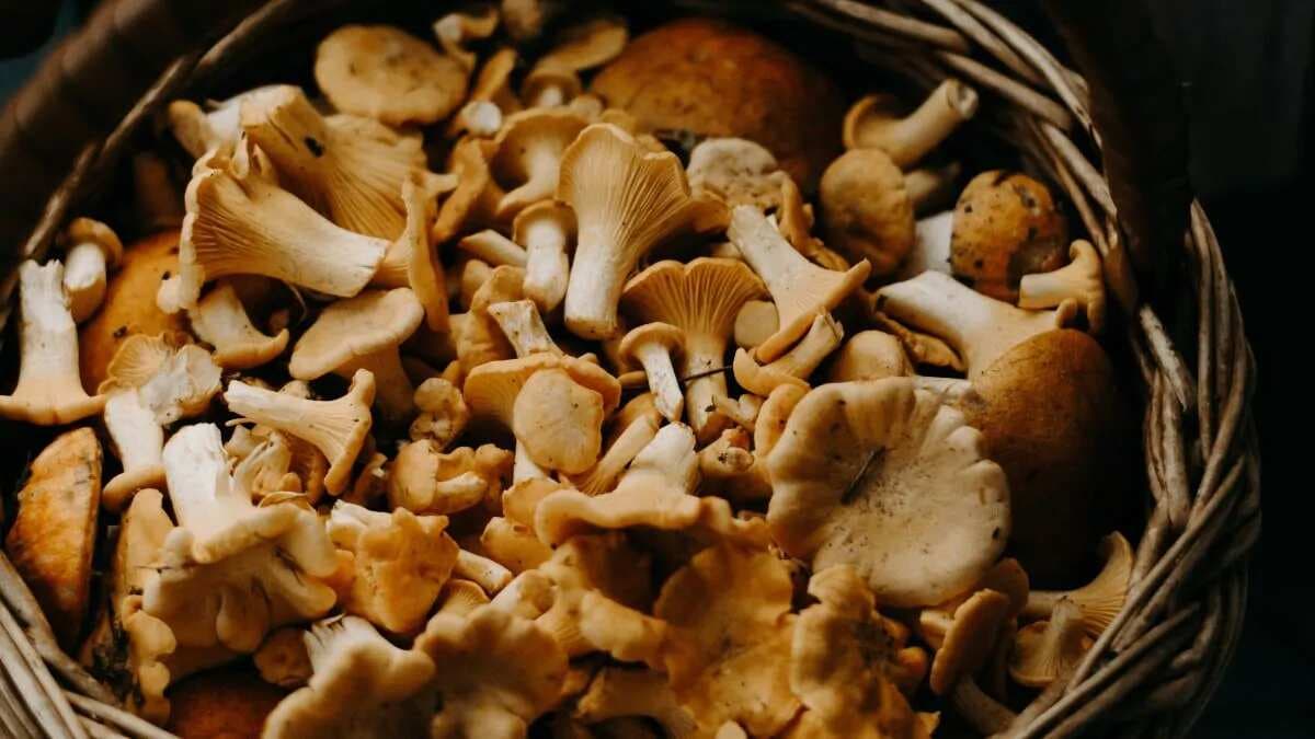 Superfood Mushroom, 8 Health Benefits For The Brain And Body 