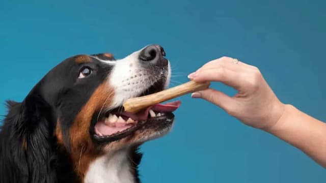 Keep Your Dog Happy With These Homemade Monsoon Treats