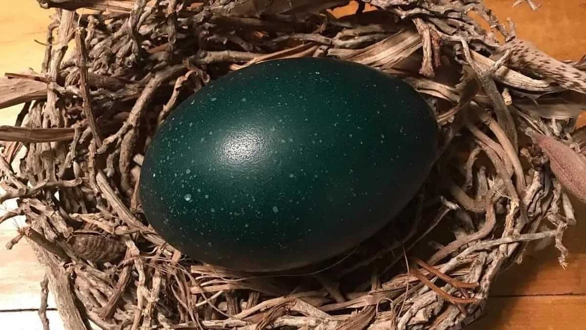 Emu Eggs: Its Rs 600/Piece And Can Feed Up To 5 People 