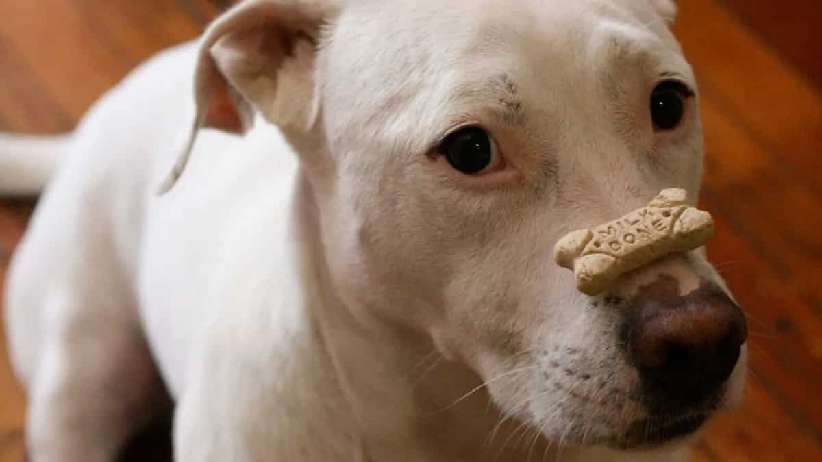 Treating Your Pet? Try These Homemade Goodies For Your Dog