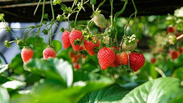 Growing Strawberries At Home: Essential Tips To Keep In Mind