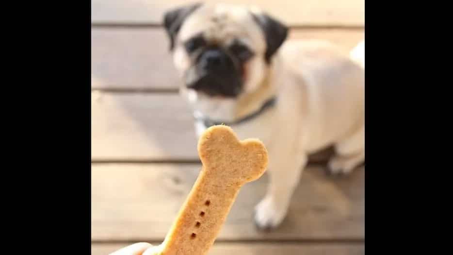 7 Homemade Snacks For Pet Dogs That Are Packed With Nutrition