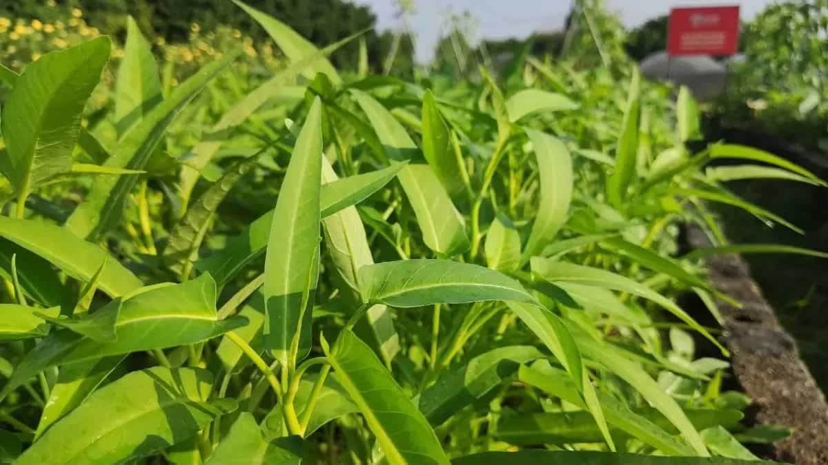 Water Spinach: Tips And Hacks To Grow Greens In Kitchen Garden