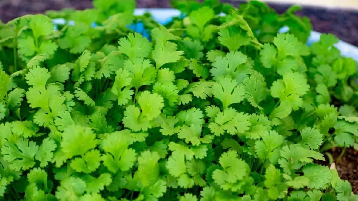 How To Plant Coriander Seeds? Care Tips And Easy Hacks