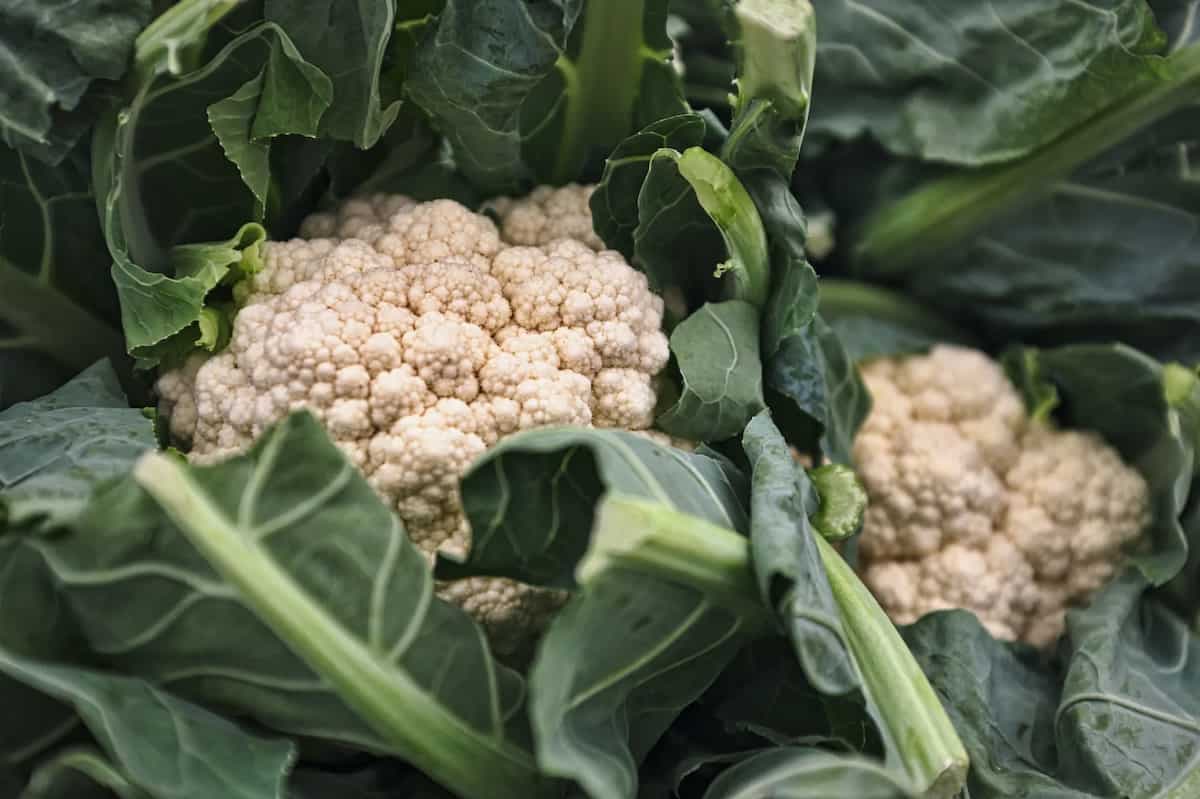 Cauliflower Health Benefits: Is Cauliflower a Superfood?