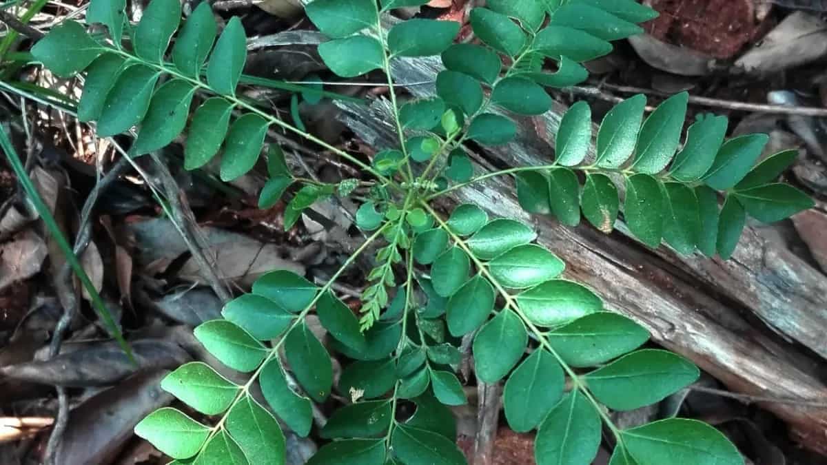 Navratri 2024: The Role Of Curry Leaves In A Sattvic Diet