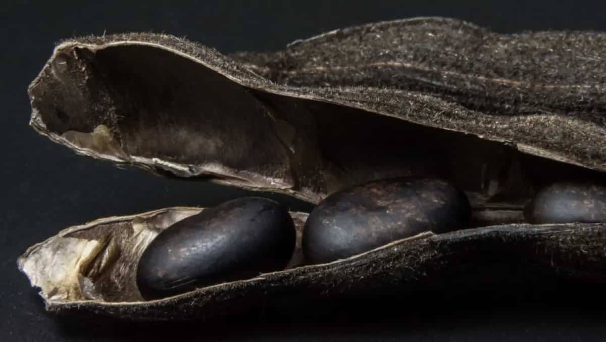 Mucuna-The Magical Velvet Bean! Know 7 Health Benefits Of Kaunch