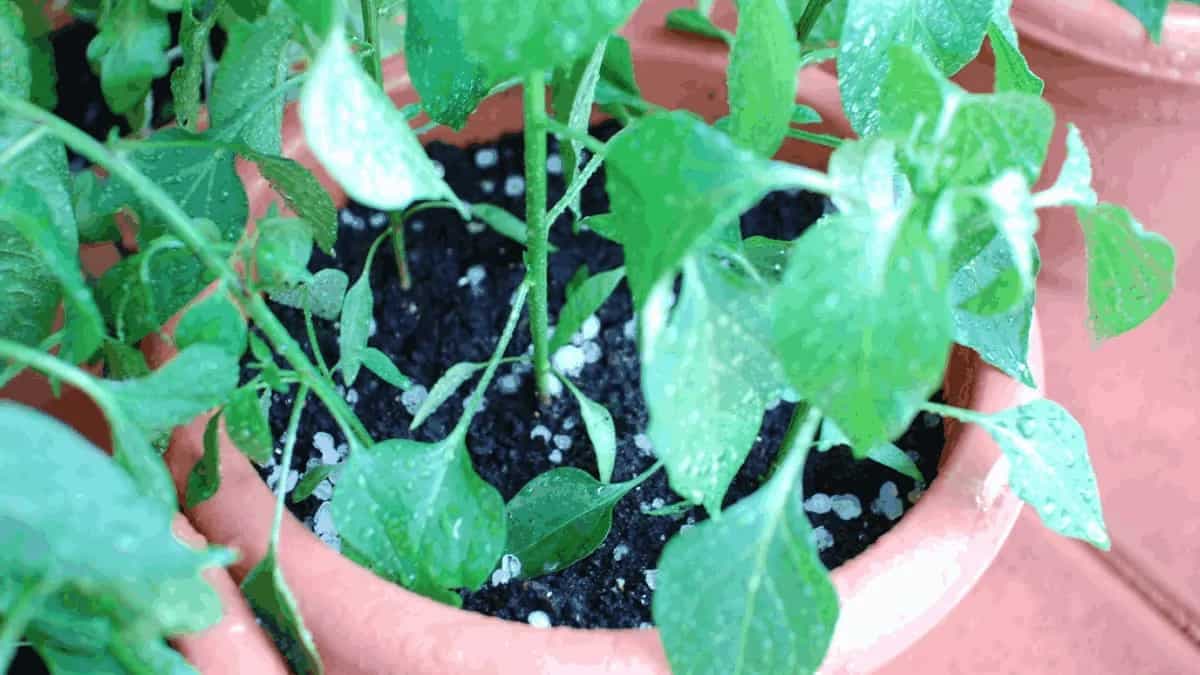 A Step-By-Step Guide To Growing Green Chillies In Pots 