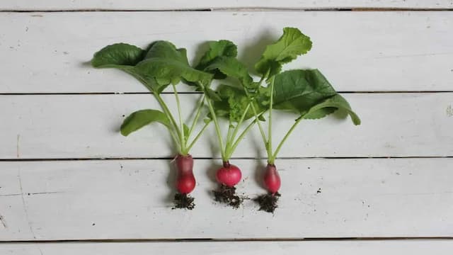 Got Radish Leaves? 6 Easy Dinner Ideas You Can Try This Winter