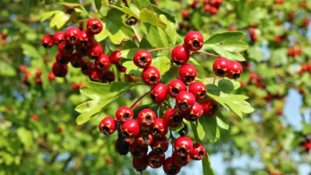 Exploring The Health Benefits Of Hawthorn Berries