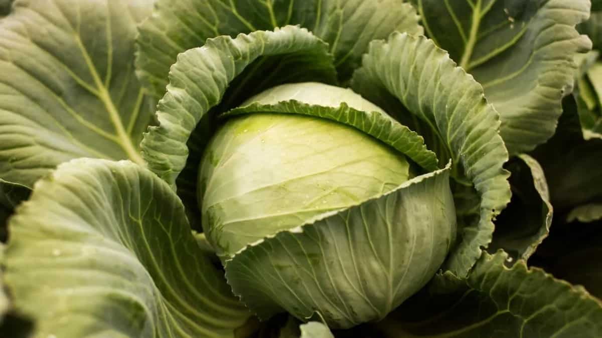 Here's A Guide To Grow Cabbages In Containers At Home