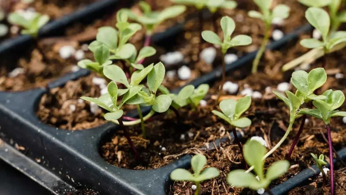 How To Grow Broccoli Sprouts? Guide And Hacks