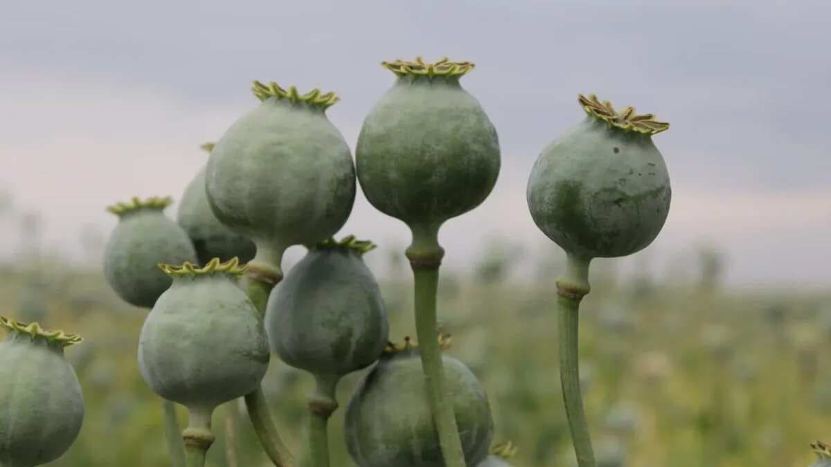 Poppy Seeds: 6 Health Benefits Of Khus Khus And How To Use It