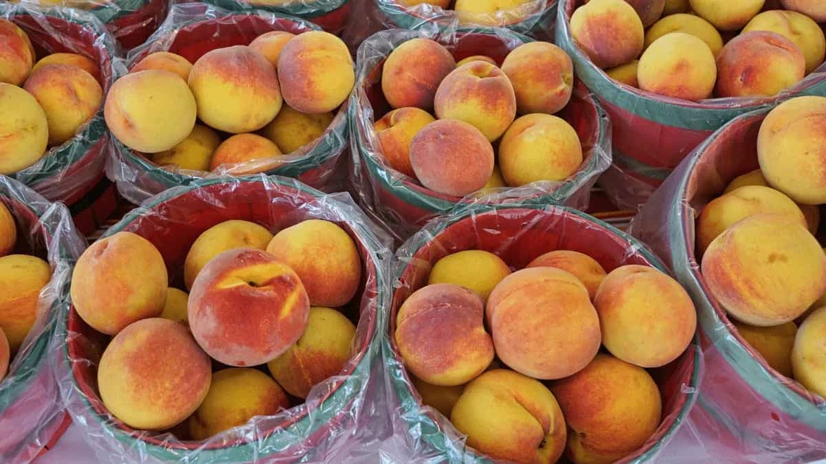 Eat Peaches During Monsoon Season For These 6 Health Benefits