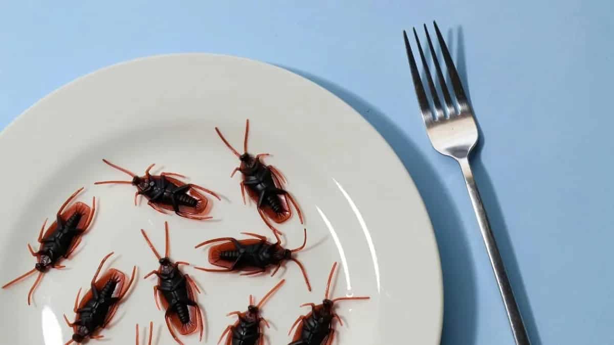 Natural Hacks To Protect Food And Dining Space From Pests 