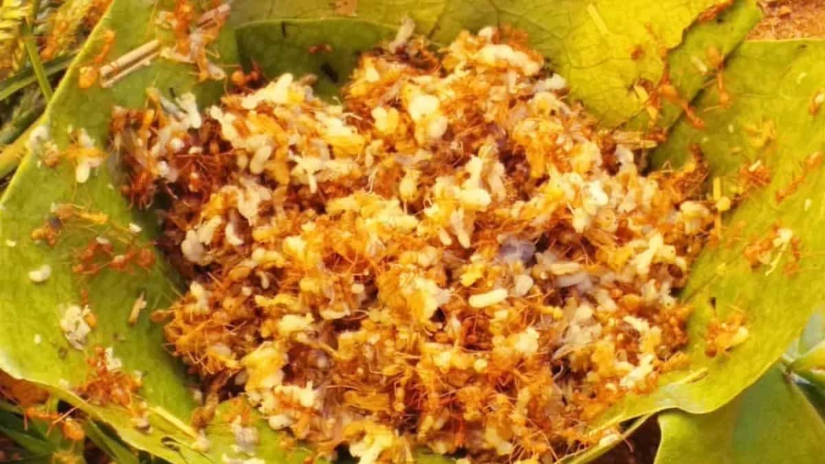 Red Ant Chutney Among 5 GI Tagged Tribal Foods Of Odisha