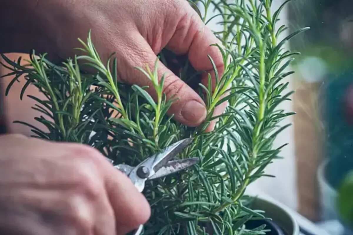 Want To Grow Rosemary At Home? Here's The Guide For Your Garden