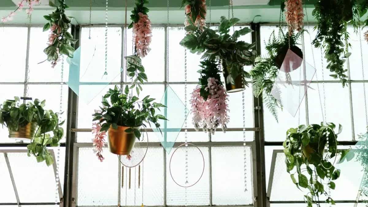 Indoor Hanging Plant Pots For Kitchen And Dining Spaces