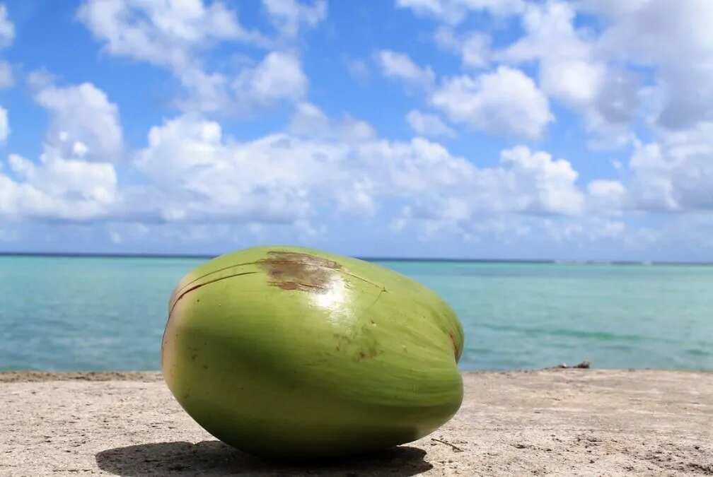 Hydrate Naturally: Coconut Water And Its Electrolyte Benefits