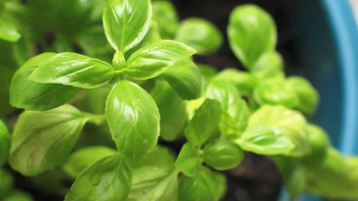 Growing Basil At Home: Essential Tips To Keep In Mind