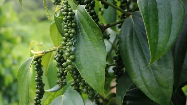 Growing Black Pepper At Home: Essential Tips To Keep In Mind