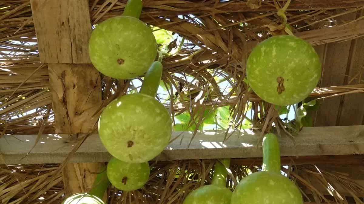 Monsoon Veggies: Types Of Gourds To Eat During Rainy Days