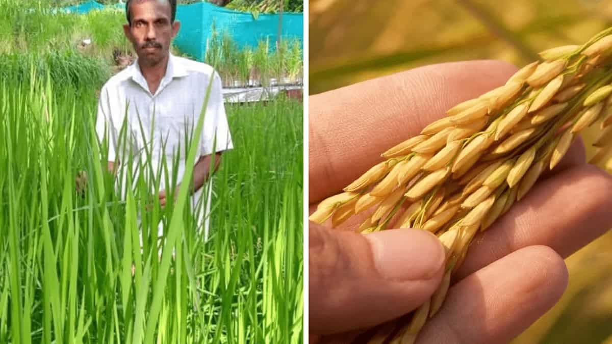 Sathyanarayana Beleri Wins Padma Shri For 650 Varieties Of Rice