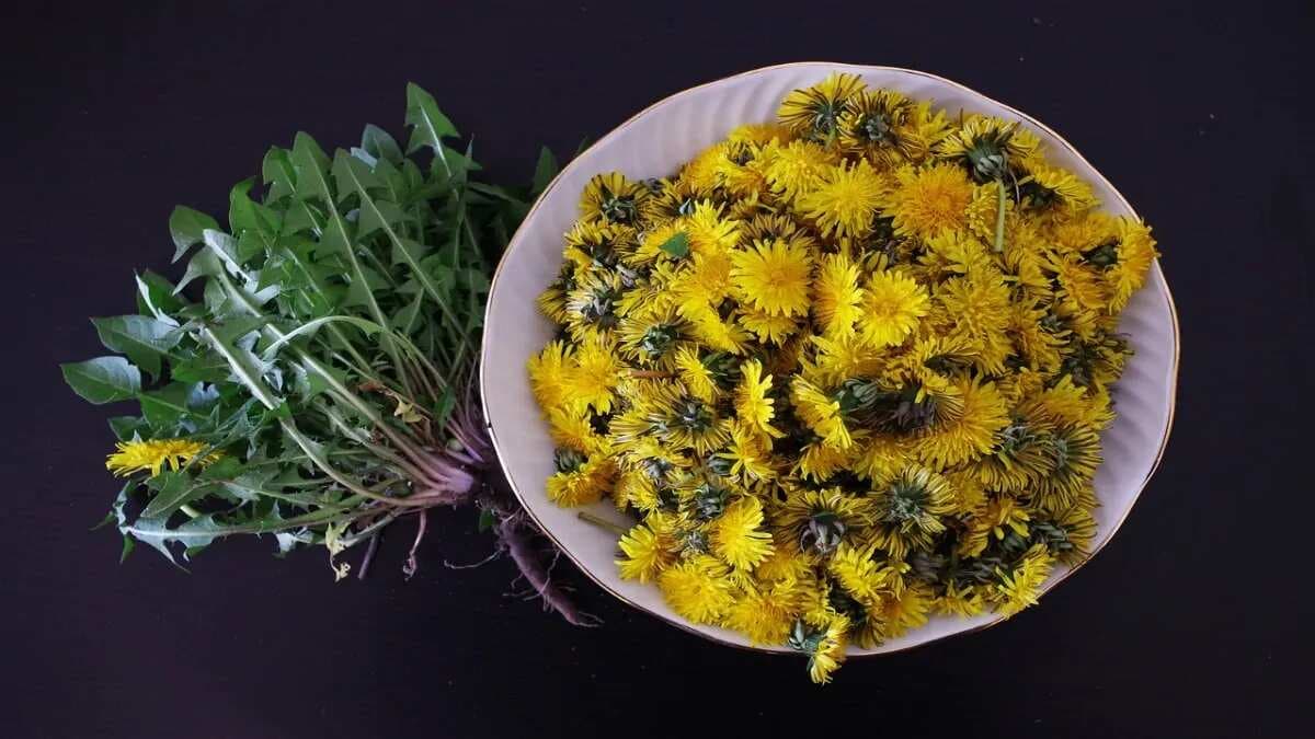 Salad Delight: 7 Edible Flowers To Add In Your Bowl