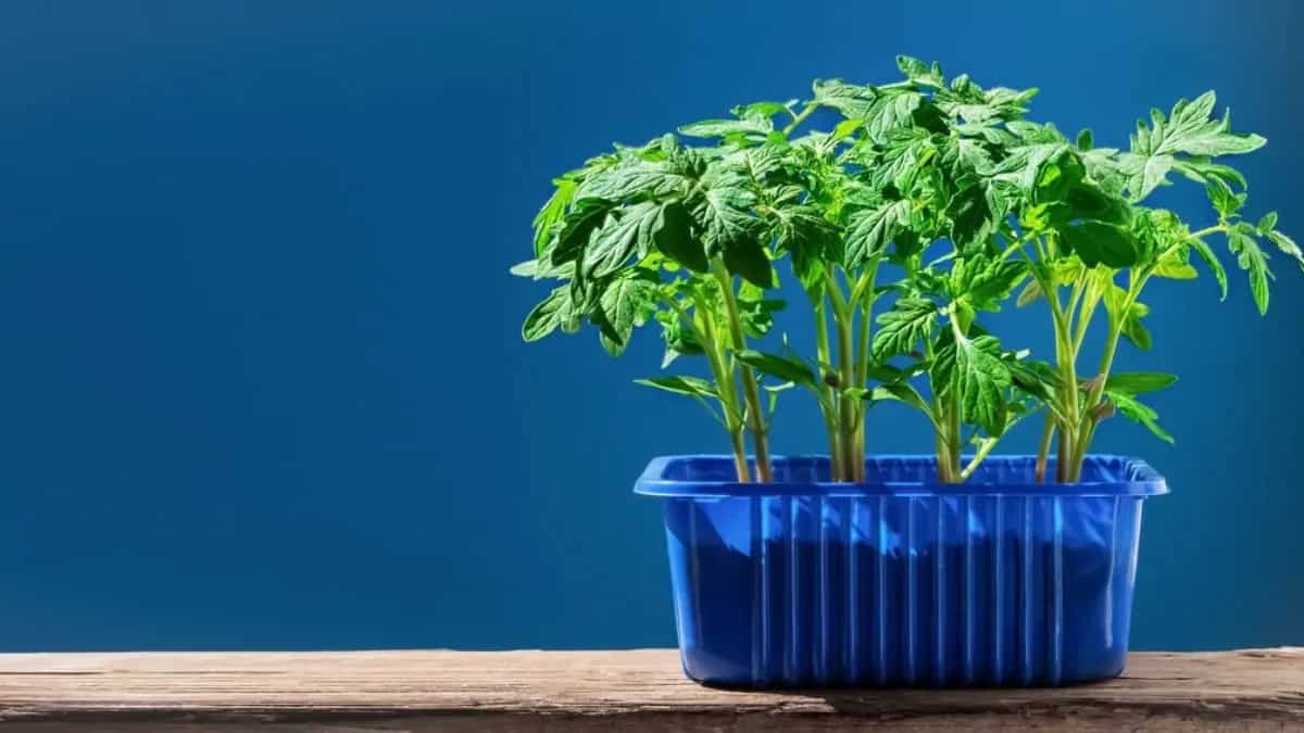 7 Home Garden Plants That Can Grow In Container