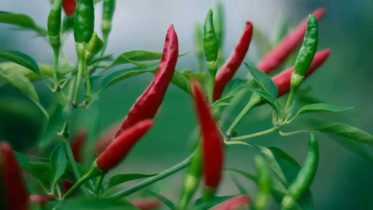 Growing Chillies At Home: Essential Tips To Keep In Mind