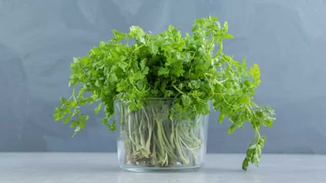 Tips And Tricks To Grow Coriander In Water For A Fresh Harvest