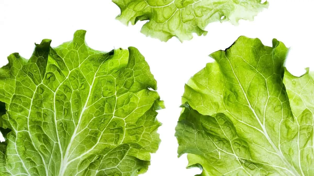 Why Should Leafy Vegetables Be Avoided In Monsoon? 
